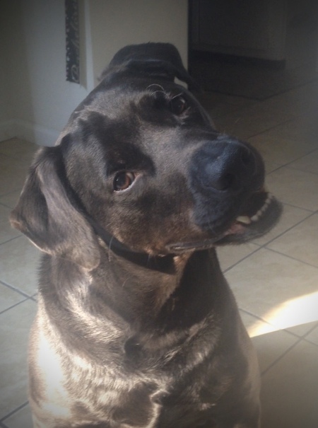 Entry image for Atticus. Clicking this image will show a larger photo