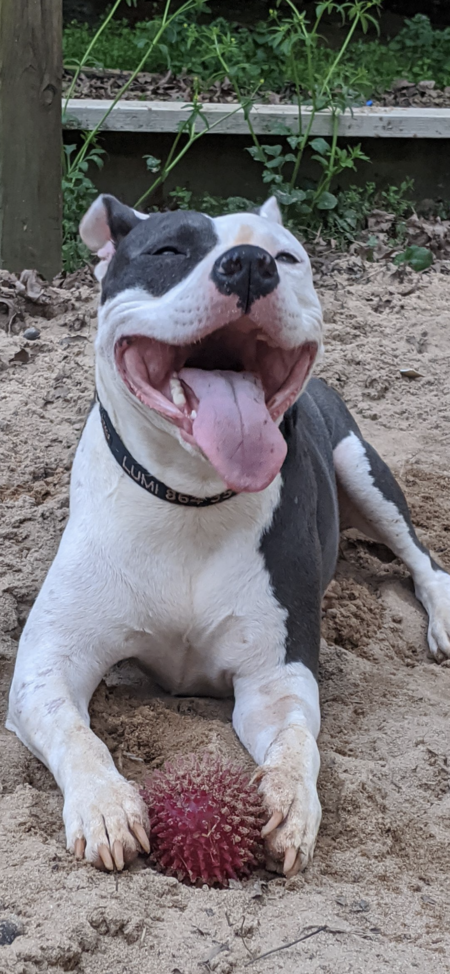 Entry image for Lumi. Clicking this image will show a larger photo