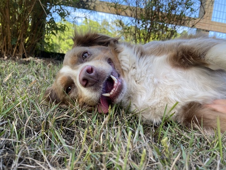 Entry image for Petra. Clicking this image will show a larger photo