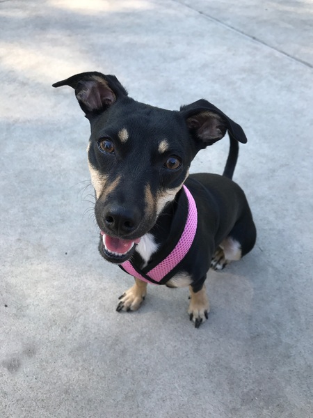 Entry image for Waffles. Clicking this image will show a larger photo