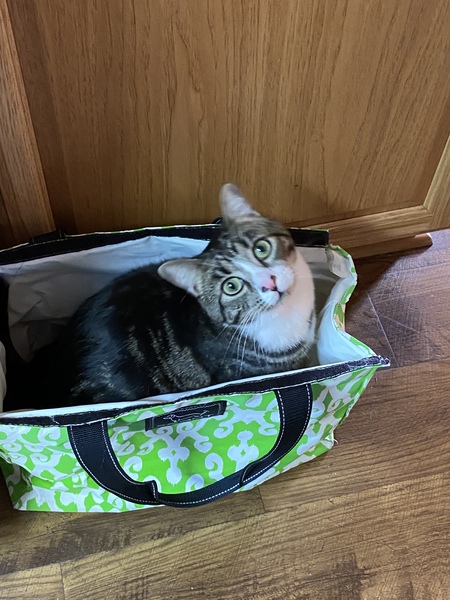 Entry image for Blue. Clicking this image will show a larger photo