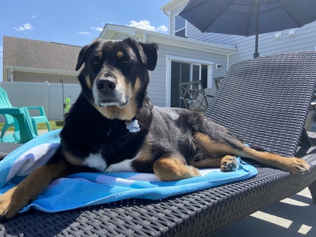 Entry image for Gunner. Clicking this image will show a larger photo