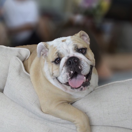 Entry image for Penny. Clicking this image will show a larger photo