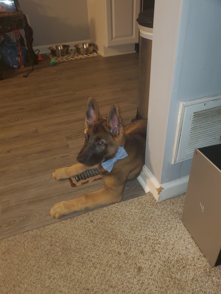 Entry image for Kane. Clicking this image will show a larger photo