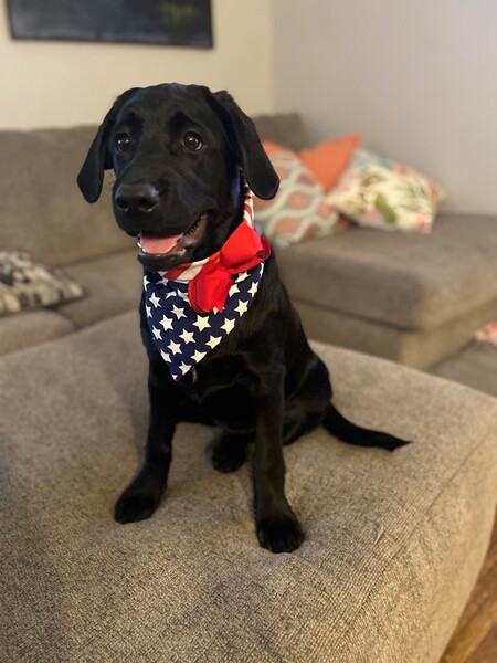 Entry image for Birdie. Clicking this image will show a larger photo