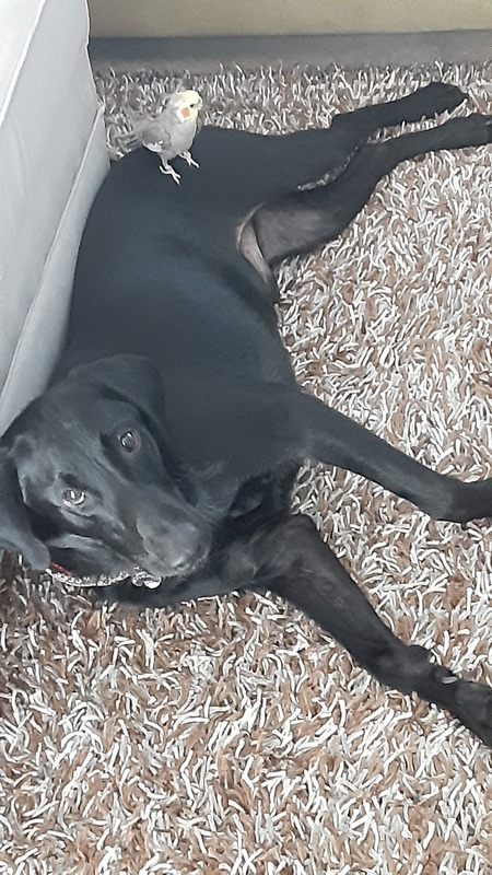 Entry image for Cooper. Clicking this image will show a larger photo