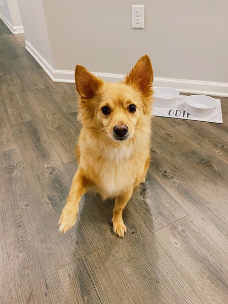 Entry image for Odie. Clicking this image will show a larger photo