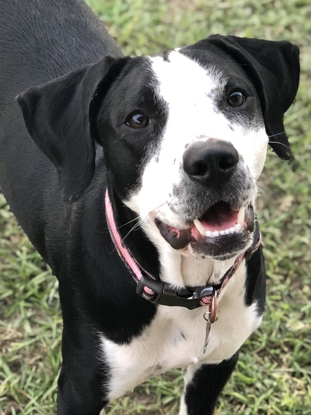 Entry image for Nova  Rose. Clicking this image will show a larger photo