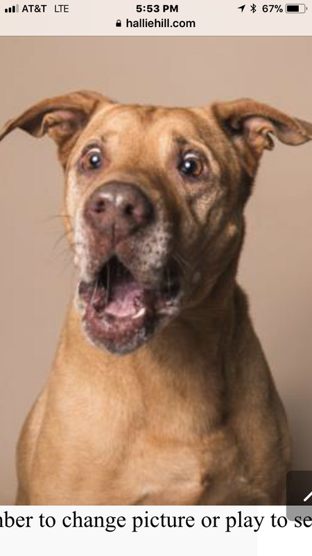 Entry image for Hank. Clicking this image will show a larger photo