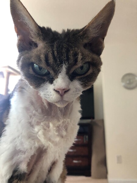 Entry image for Boogie. Clicking this image will show a larger photo