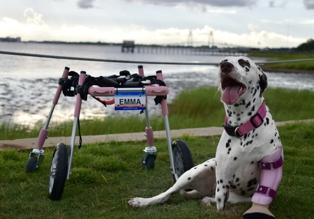 Entry image for Emma Roo . Clicking this image will show a larger photo