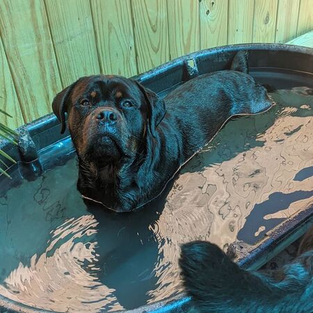 Entry image for Tesla. Clicking this image will show a larger photo