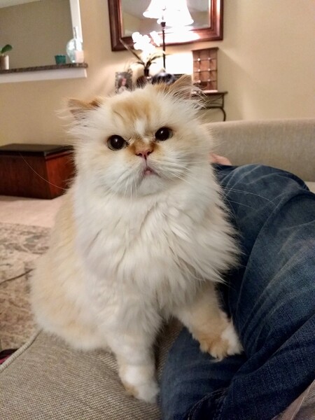 Entry image for Kit. Clicking this image will show a larger photo