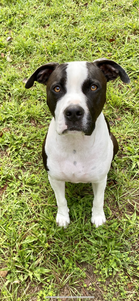 Entry image for Ridley. Clicking this image will show a larger photo