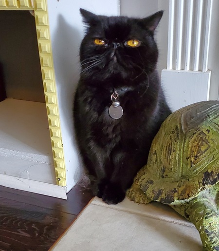 Entry image for Zombie. Clicking this image will show a larger photo