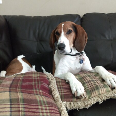 Entry image for Hunter. Clicking this image will show a larger photo