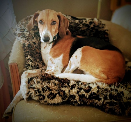 Entry image for Chloe. Clicking this image will show a larger photo