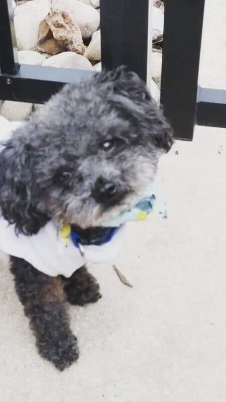 Entry image for Bear. Clicking this image will show a larger photo