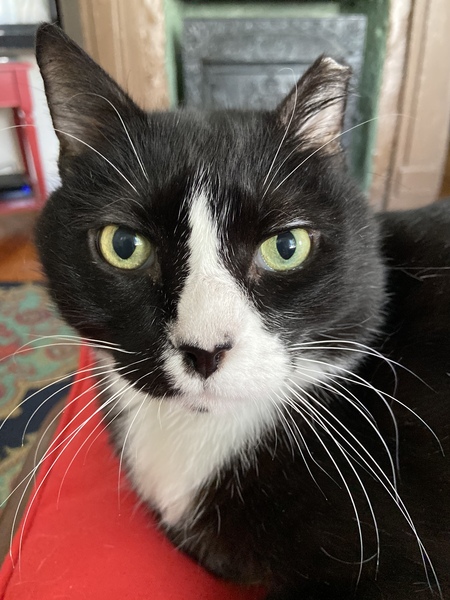 Entry image for Sable. Clicking this image will show a larger photo