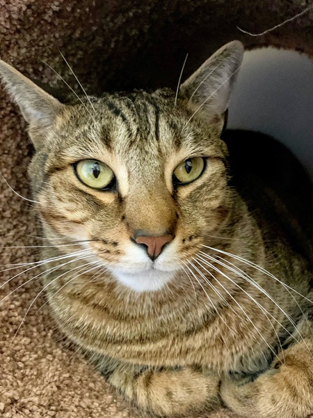 Entry image for Rasputin (AKA Razzie). Clicking this image will show a larger photo