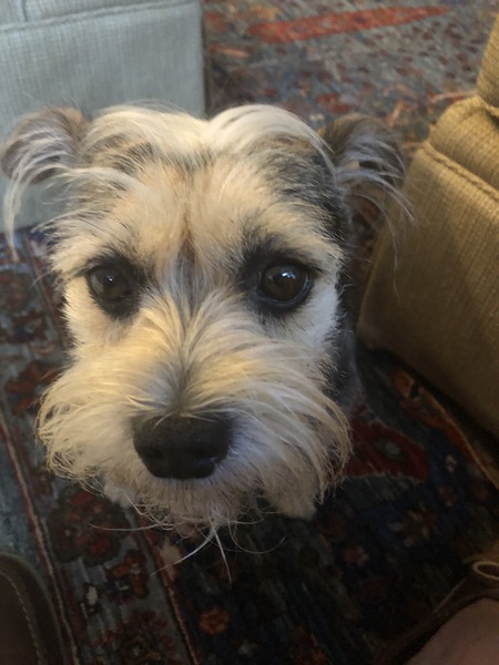 Entry image for Just Sam. Clicking this image will show a larger photo