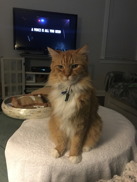 Entry image for Aubie . Clicking this image will show a larger photo