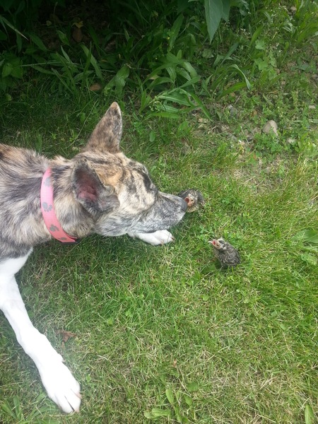 Entry image for Phoebe. Clicking this image will show a larger photo