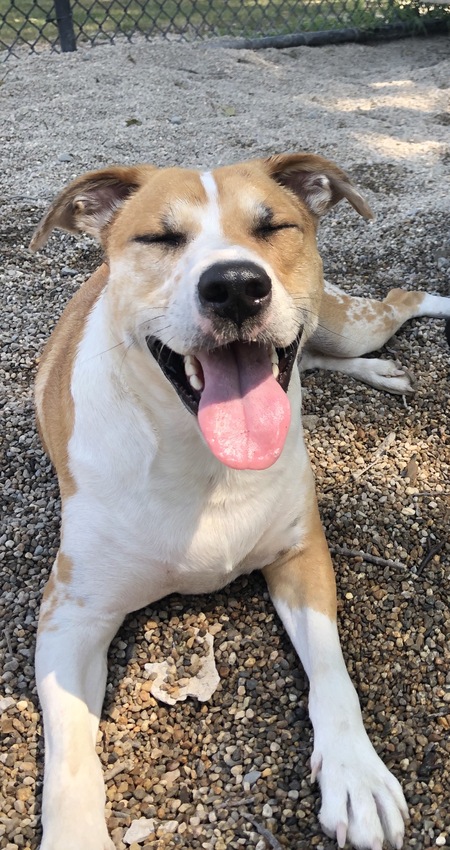 Entry image for Cynar. Clicking this image will show a larger photo