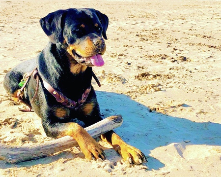 Entry image for Birdie June . Clicking this image will show a larger photo