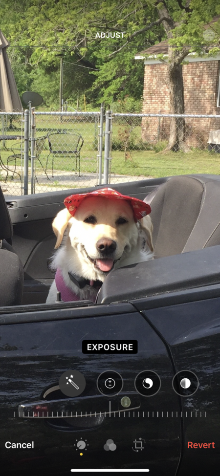 Entry image for Lulu. Clicking this image will show a larger photo