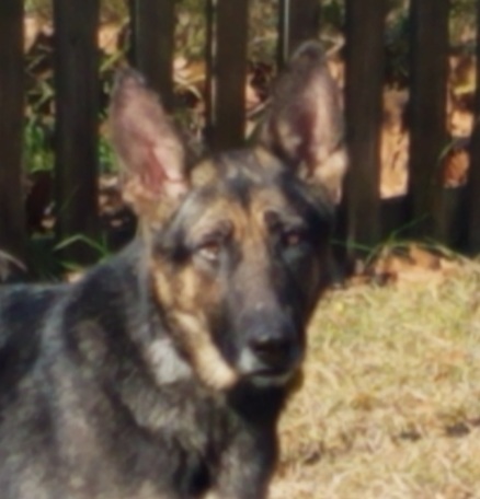 Entry image for Klara. Clicking this image will show a larger photo