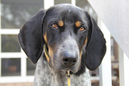 Entry image for Herschel. Clicking this image will show a larger photo