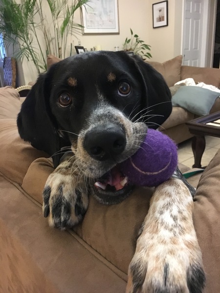 Entry image for Charlie. Clicking this image will show a larger photo