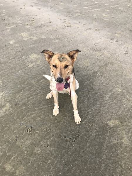 Entry image for Lyla. Clicking this image will show a larger photo