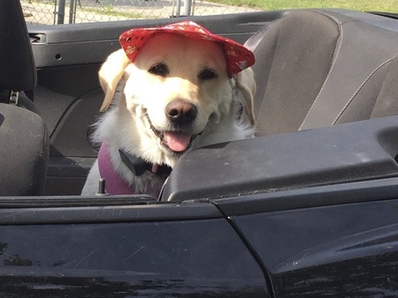 Entry image for lulu. Clicking this image will show a larger photo