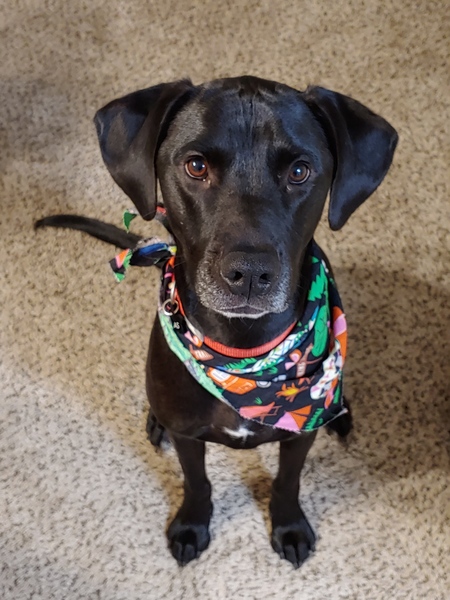 Entry image for Atlas. Clicking this image will show a larger photo