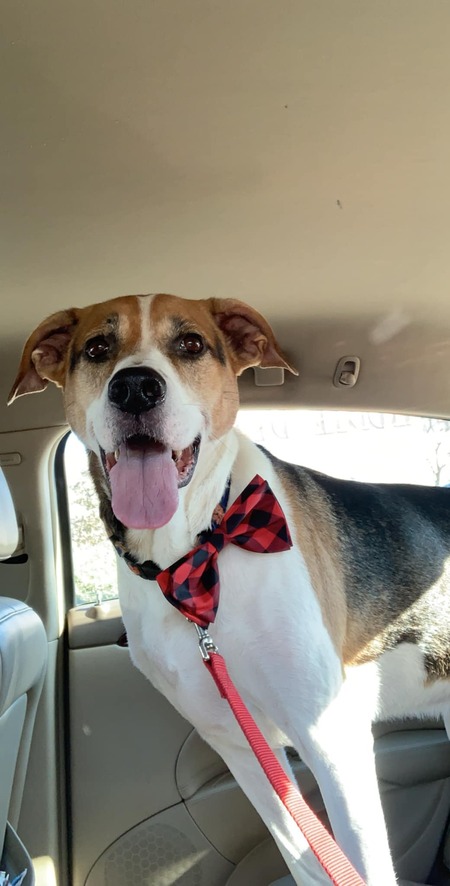 Entry image for Hemi Bo. Clicking this image will show a larger photo