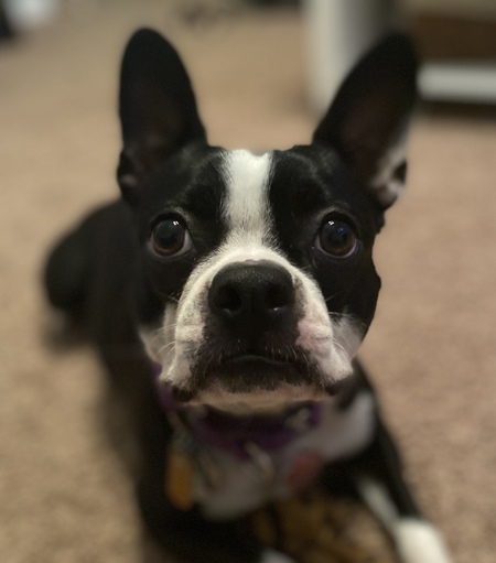 Entry image for Maisie. Clicking this image will show a larger photo