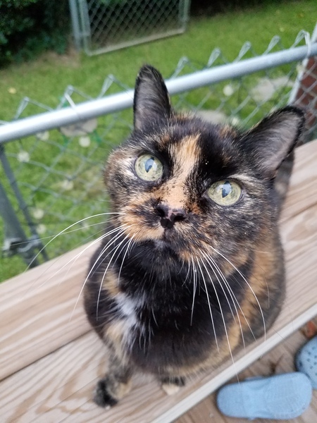 Entry image for Bella. Clicking this image will show a larger photo