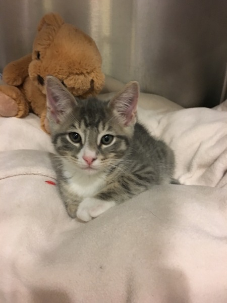 Entry image for Gronk. Clicking this image will show a larger photo