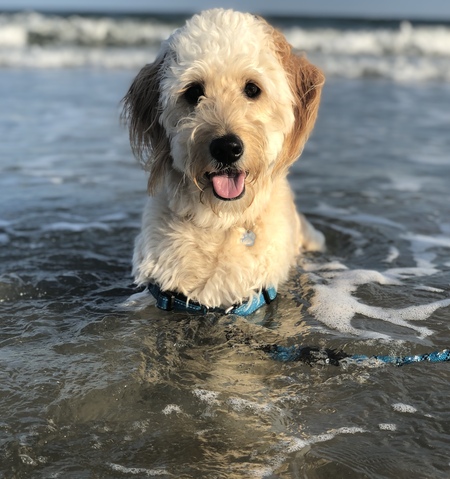 Entry image for Willow. Clicking this image will show a larger photo