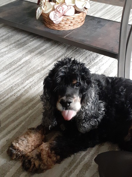 Entry image for Shadow. Clicking this image will show a larger photo