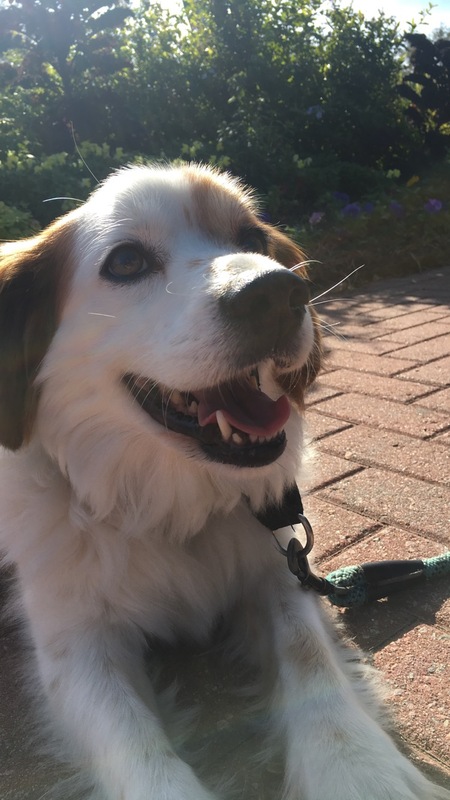 Entry image for Casey. Clicking this image will show a larger photo