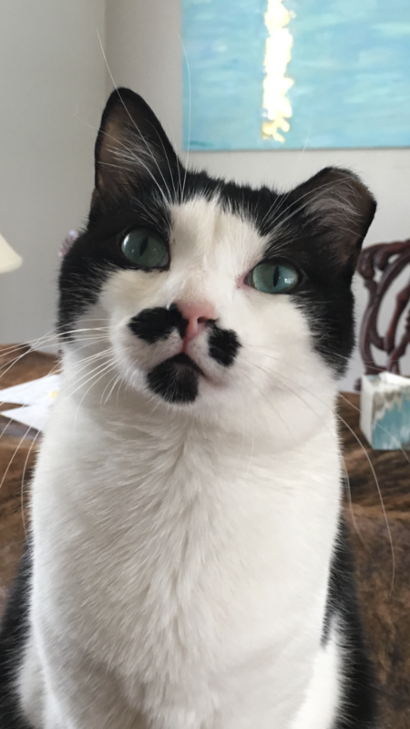 Entry image for D’Artagnan (Dart). Clicking this image will show a larger photo