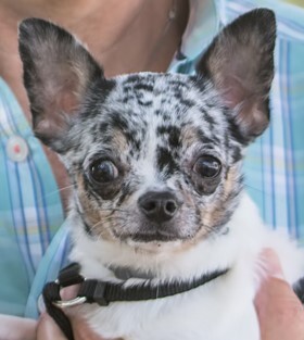 Entry image for Domino-Puppy Mill Survivor. Clicking this image will show a larger photo