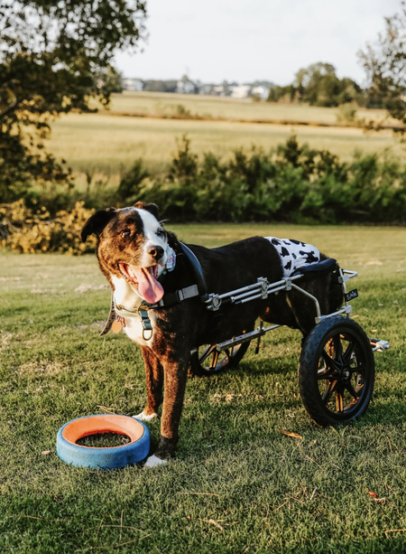 Entry image for Sophie. Clicking this image will show a larger photo