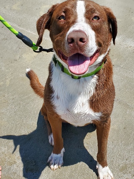 Entry image for Finnegan. Clicking this image will show a larger photo