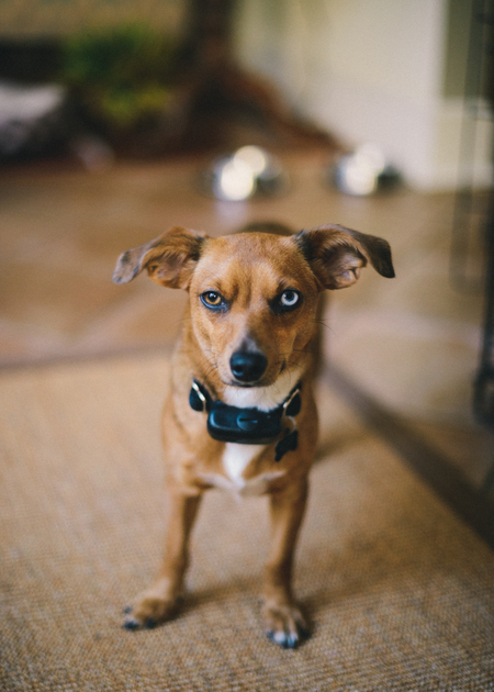 Entry image for Tilly. Clicking this image will show a larger photo