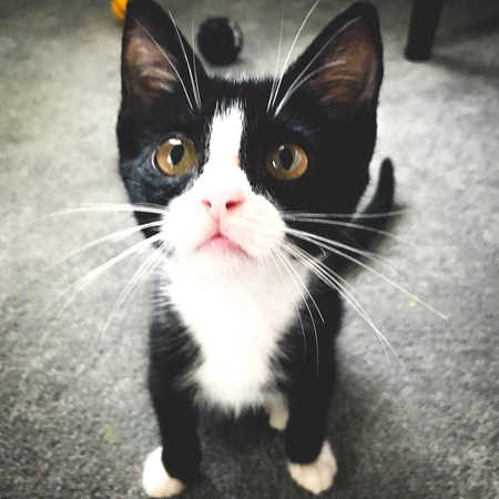 Entry image for Vladdie. Clicking this image will show a larger photo