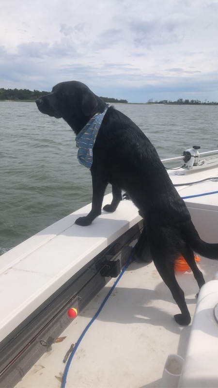 Entry image for Bear. Clicking this image will show a larger photo